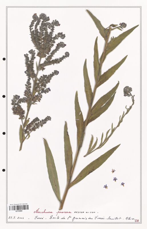 Anchusa procera  (Boraginaceae)