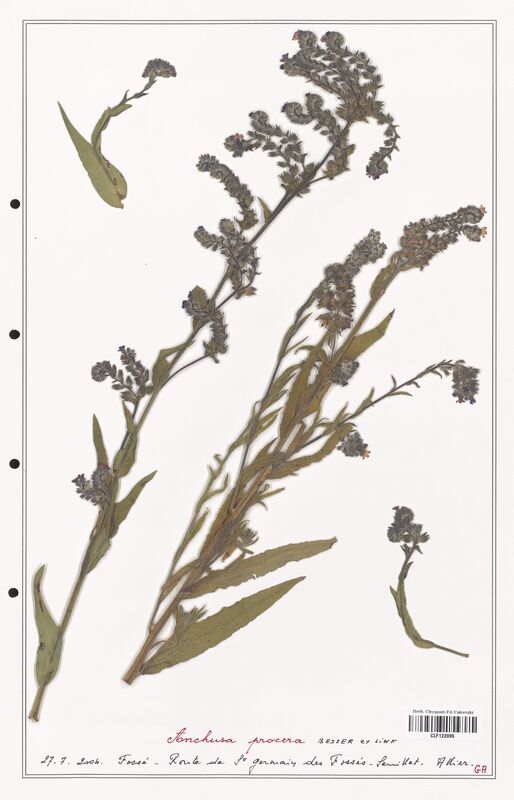 Anchusa procera  (Boraginaceae)