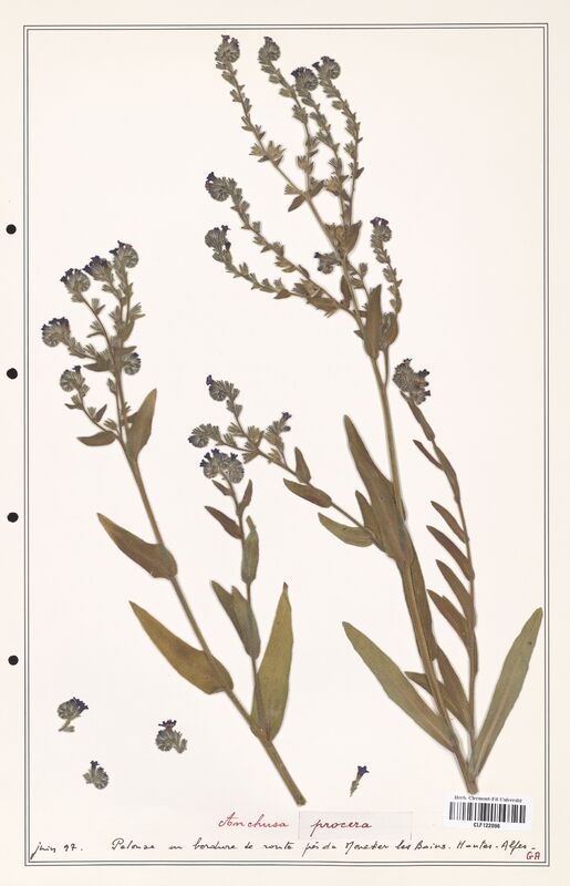 Anchusa procera  (Boraginaceae)