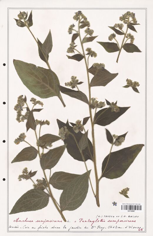 Anchusa sempervirens  (Boraginaceae)