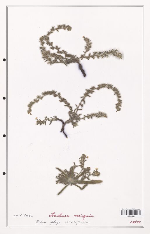 Anchusa variegata  (Boraginaceae)