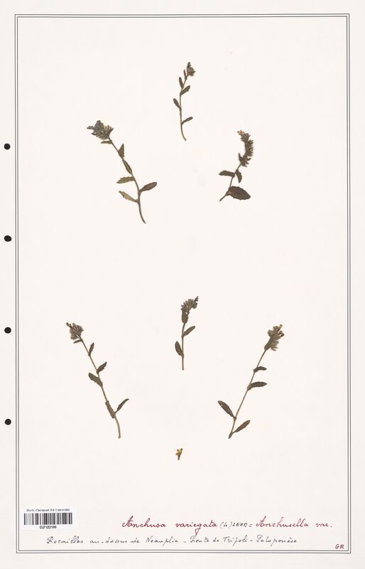 Anchusa variegata  (Boraginaceae)