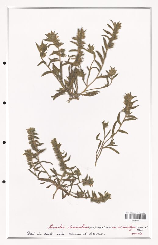 Arnebia decumbens  (Boraginaceae)