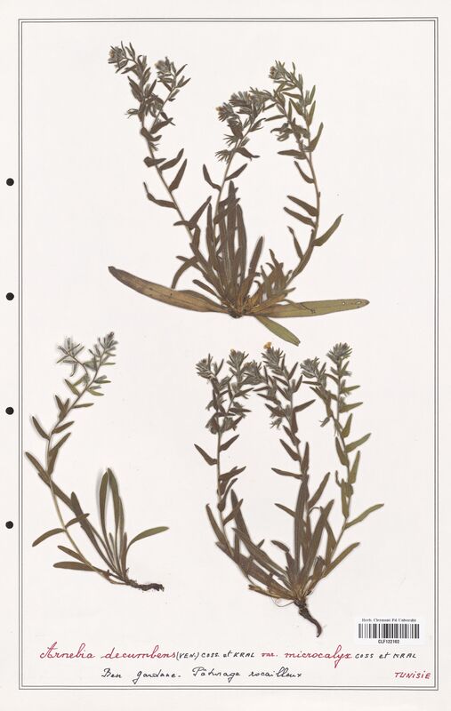 Arnebia decumbens  (Boraginaceae)