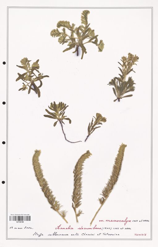 Arnebia decumbens  (Boraginaceae)