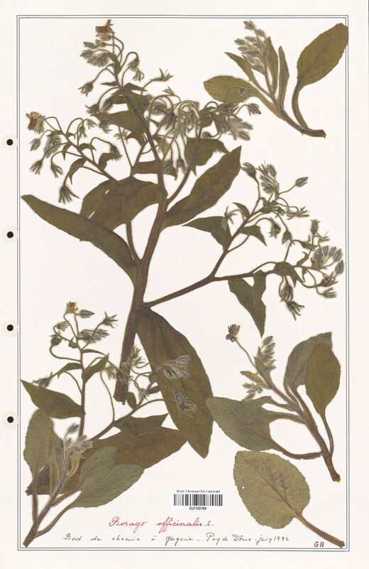 Borago officinalis  (Boraginaceae)