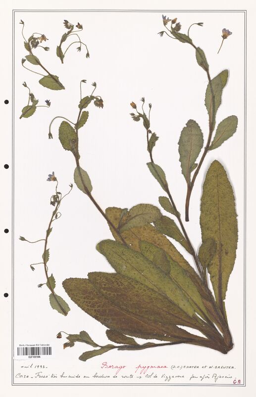 Borago pygmaea  (Boraginaceae)