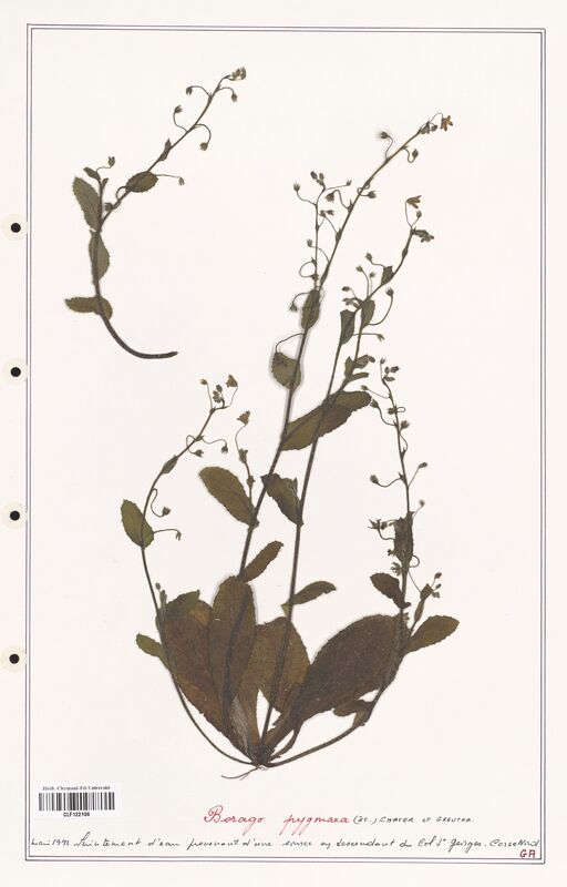 Borago pygmaea  (Boraginaceae)