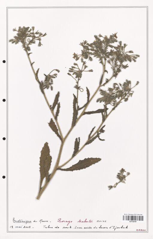 Borago trabutii  (Boraginaceae)