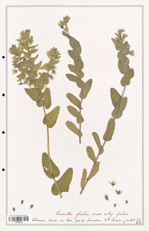 Cerinthe glabra  (Boraginaceae)