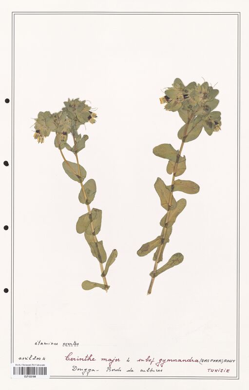 Cerinthe major  (Boraginaceae)