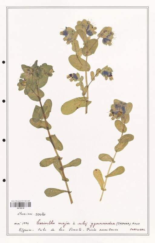 Cerinthe major  (Boraginaceae)