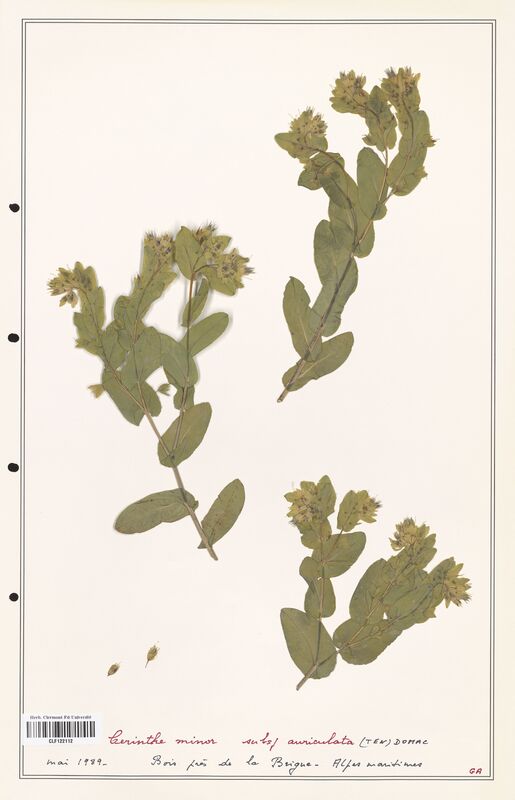 Cerinthe minor  (Boraginaceae)