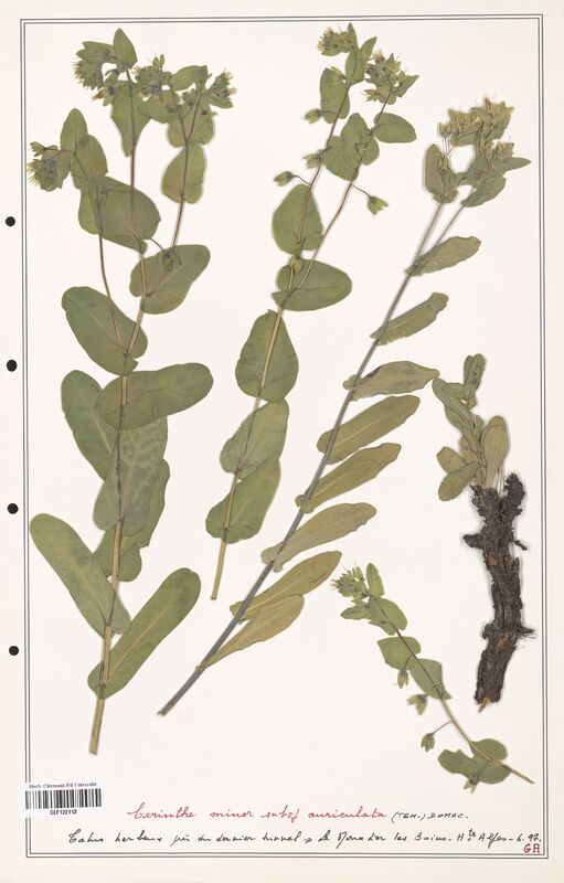 Cerinthe minor  (Boraginaceae)