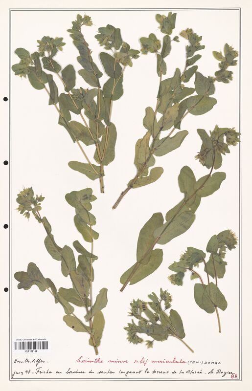 Cerinthe minor  (Boraginaceae)