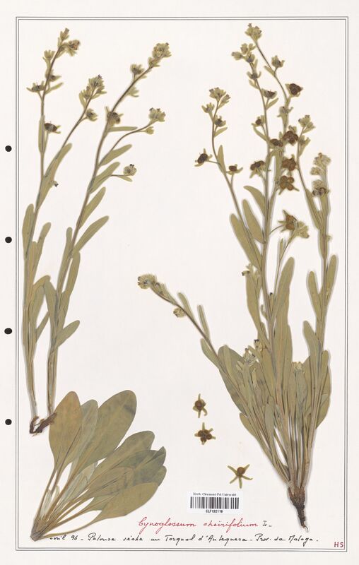 Cynoglossum cheirifolium  (Boraginaceae)