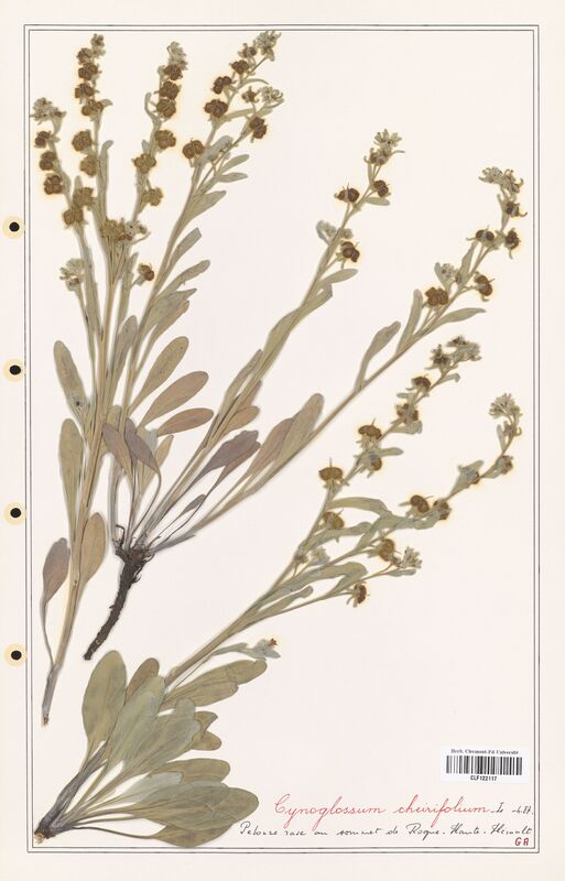 Cynoglossum cheirifolium  (Boraginaceae)