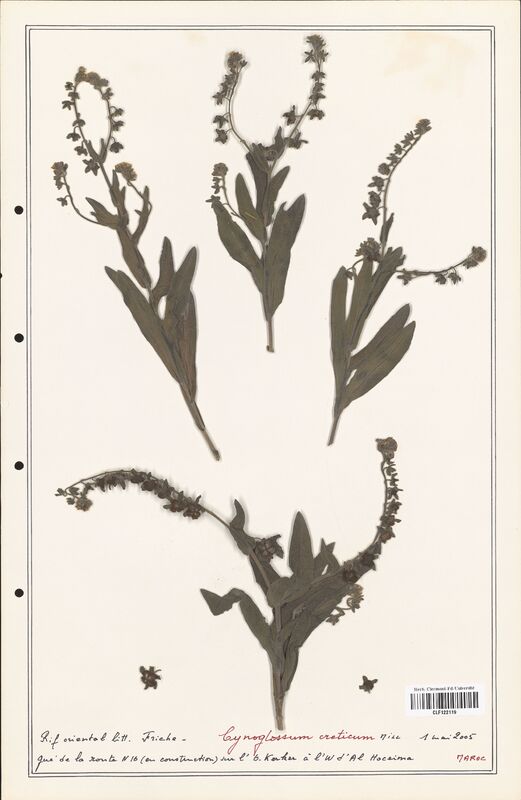 Cynoglossum creticum  (Boraginaceae)