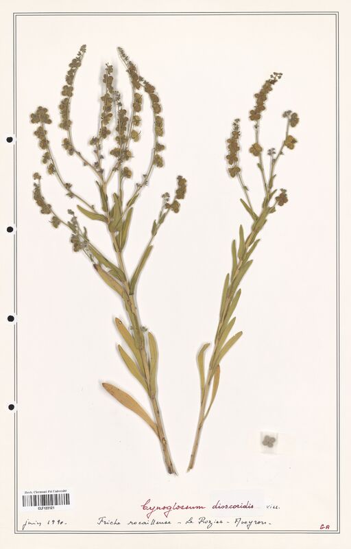 Cynoglossum dioscoridis  (Boraginaceae)