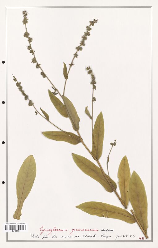 Cynoglossum germanicum  (Boraginaceae)