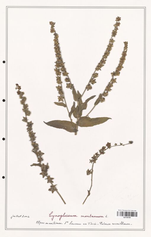 Cynoglossum montanum  (Boraginaceae)