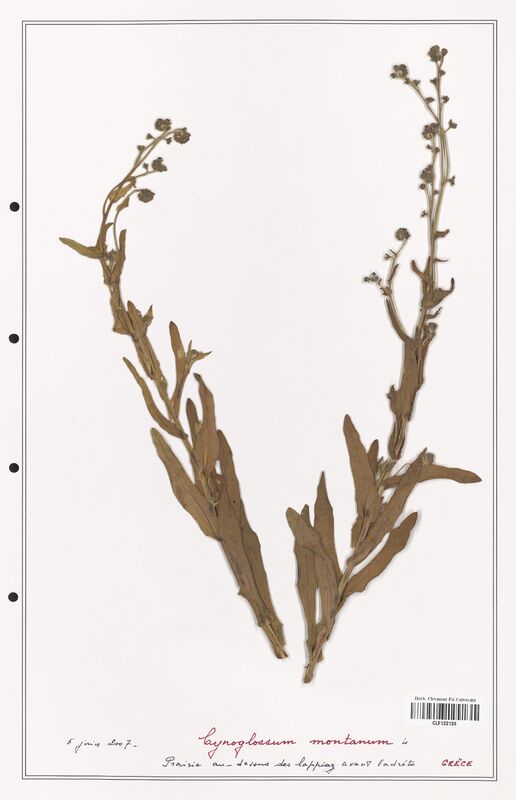 Cynoglossum montanum  (Boraginaceae)