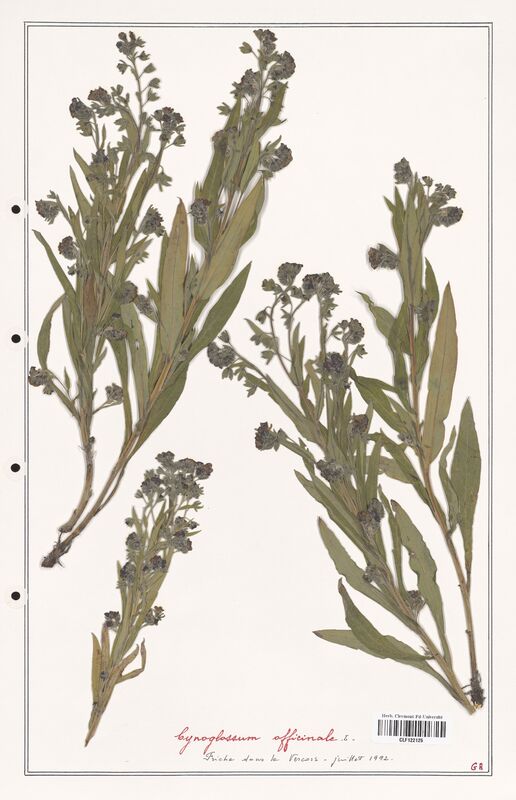 Cynoglossum officinale  (Boraginaceae)