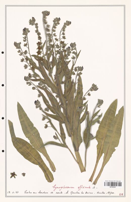 Cynoglossum officinale  (Boraginaceae)