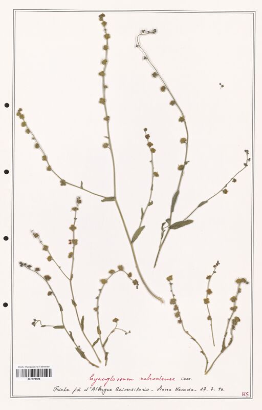 Cynoglossum nebrodense  (Boraginaceae)