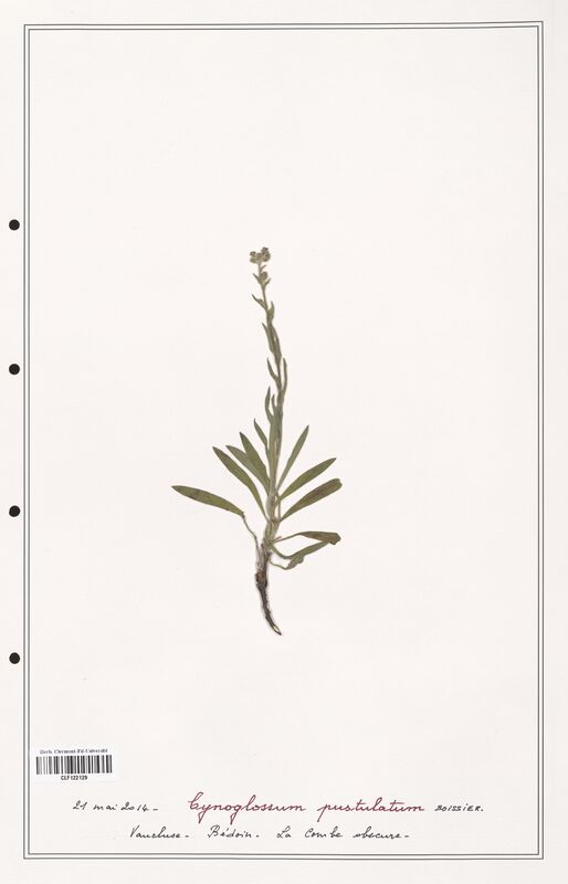 Cynoglossum pustulatum  (Boraginaceae)