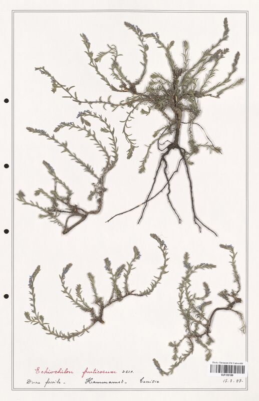 Cynoglossum fruticosum  (Boraginaceae)