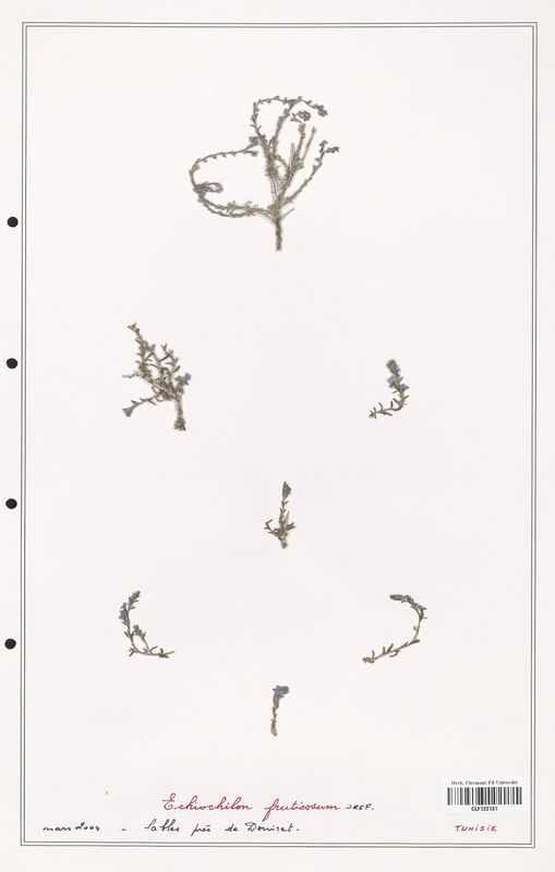 Echiochilon fruticosum  (Boraginaceae)