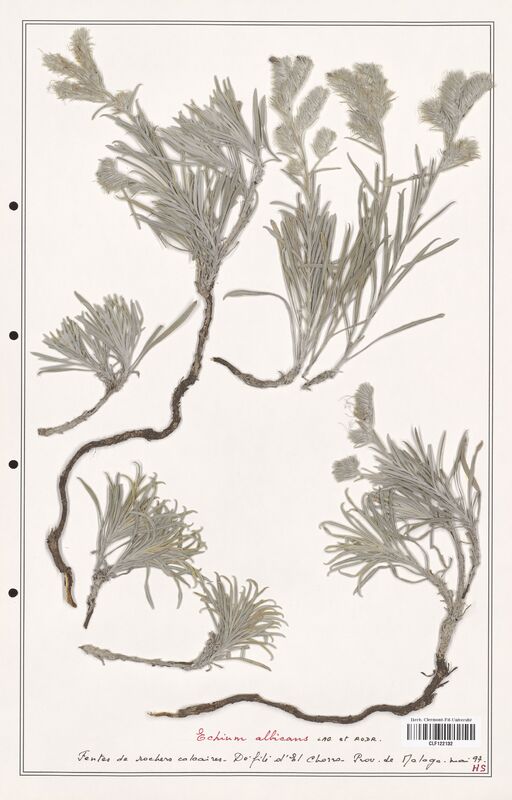 Echium albicans  (Boraginaceae)