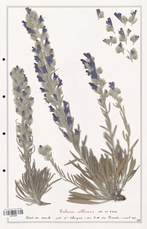 Echium albicans  (Boraginaceae)