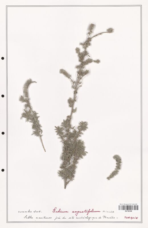 Echium augustifolium  (Boraginaceae)