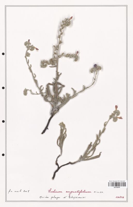 Echium augustifolium  (Boraginaceae)