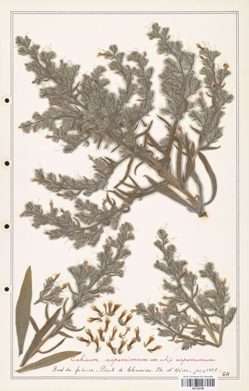 Echium asperrrimum  (Boraginaceae)