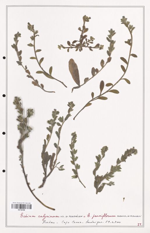 Echium calycinum  (Boraginaceae)