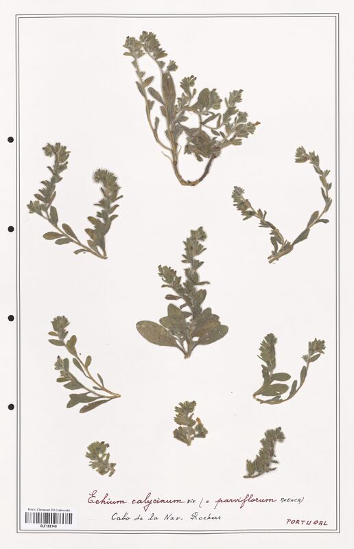 Echium calycinum  (Boraginaceae)