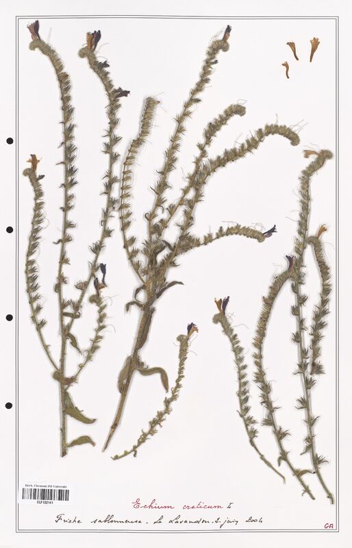 Echium creticum  (Boraginaceae)