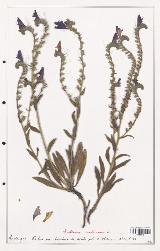 Echium creticum  (Boraginaceae)