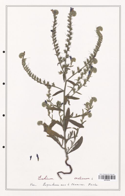 Echium creticum  (Boraginaceae)