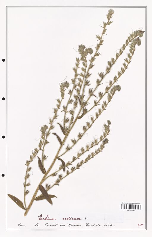 Echium creticum  (Boraginaceae)