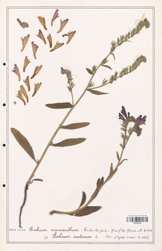 Echium macranthum  (Boraginaceae)