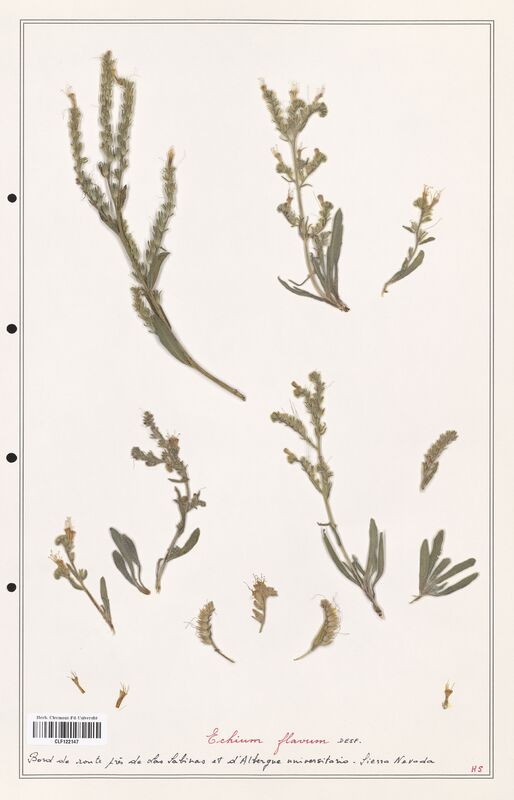 Echium flavum  (Boraginaceae)