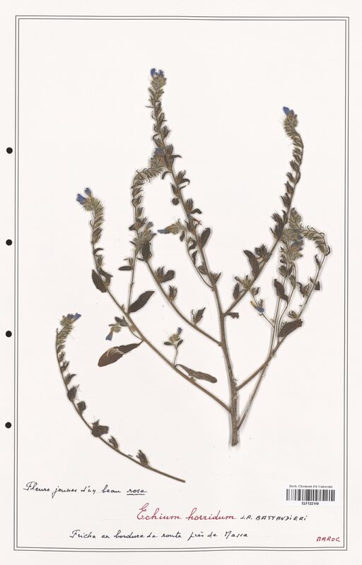 Echium horridum  (Boraginaceae)