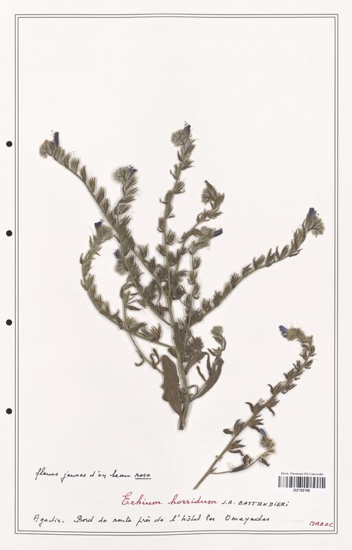 Echium horridum  (Boraginaceae)