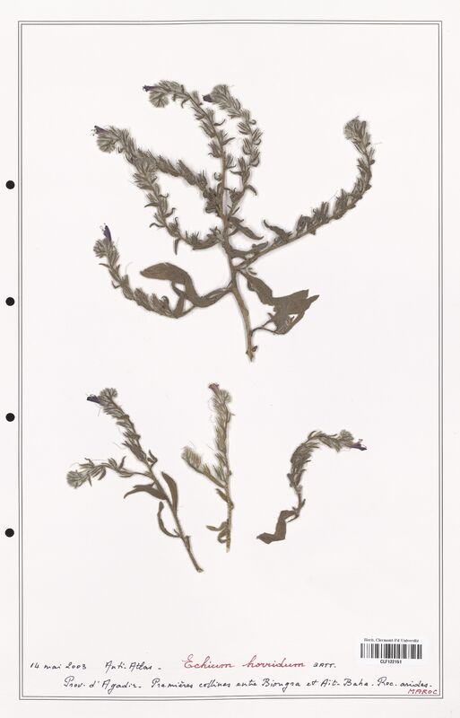 Echium horridum  (Boraginaceae)