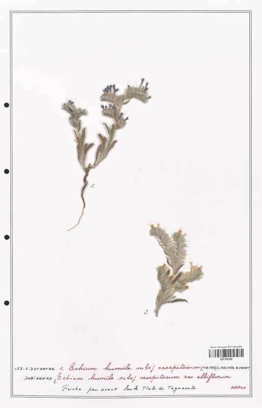 Echium humile  (Boraginaceae)