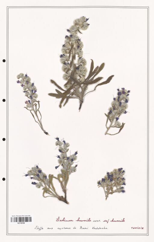 Echium humile  (Boraginaceae)